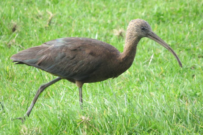 Glossy Ibis