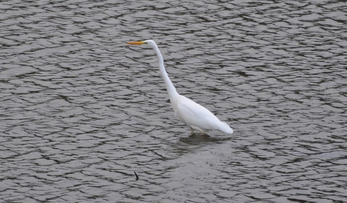 Great White Egret