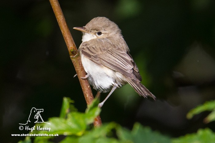 Eastern Olivaceous Warbler