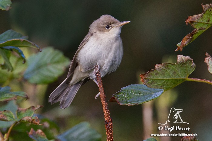 Eastern Olivaceous Warbler