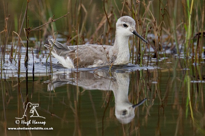 Wilson's Phalarope