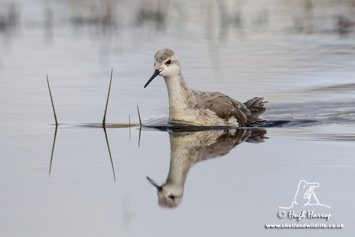 Wilson's Phalarope