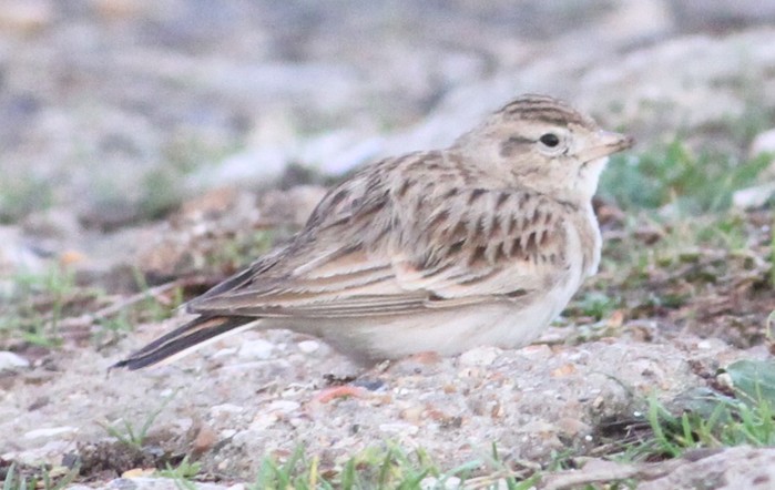 Short-toed Lark