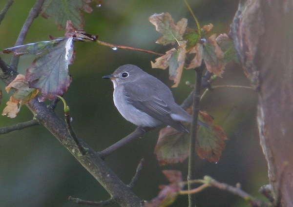Brown Flycatcher