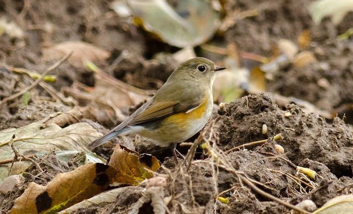 Red-flanked Bluetail