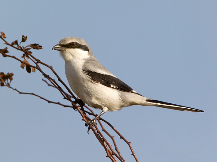 Great Grey Shrike