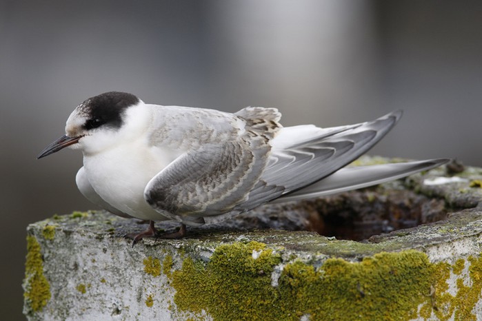 Arctic Tern