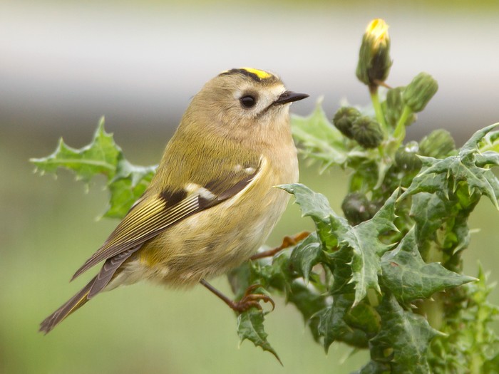 Goldcrest