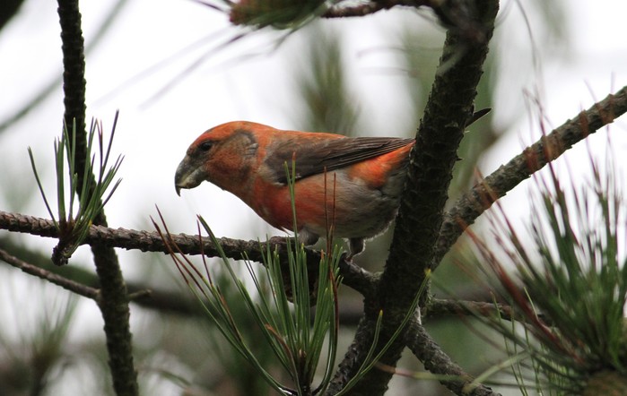 Parrot Crossbill