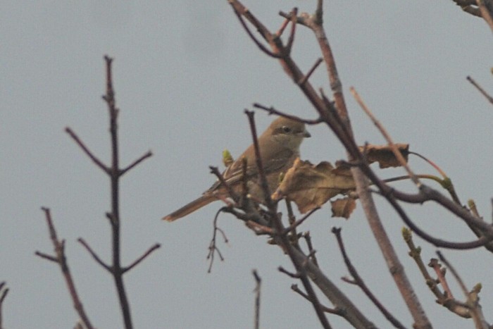 Daurian Shrike