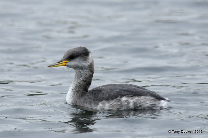 Red-necked Grebe