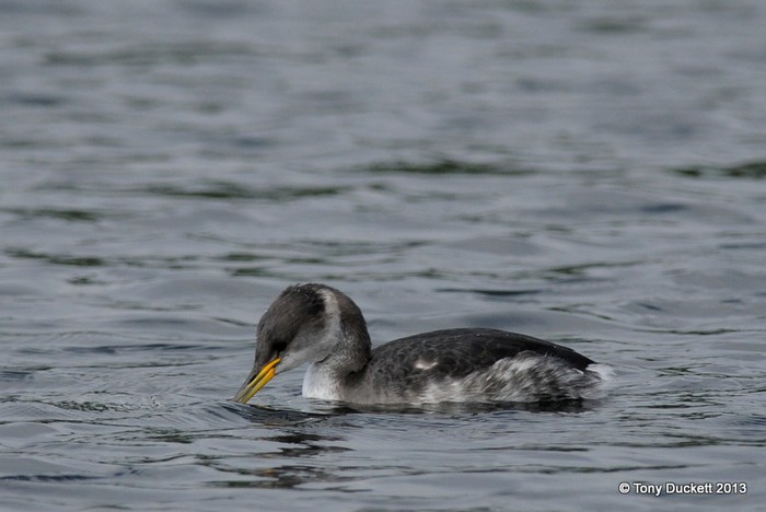Red-necked Grebe