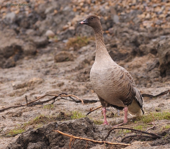 Pink-footed Goose
