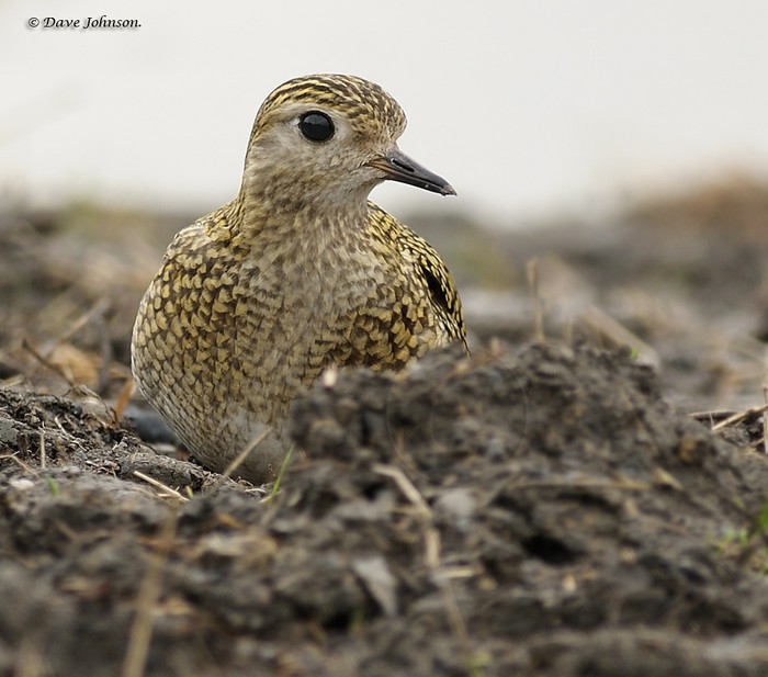 Golden Plover