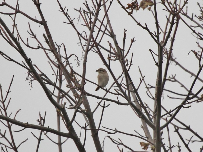 Isabelline Shrike