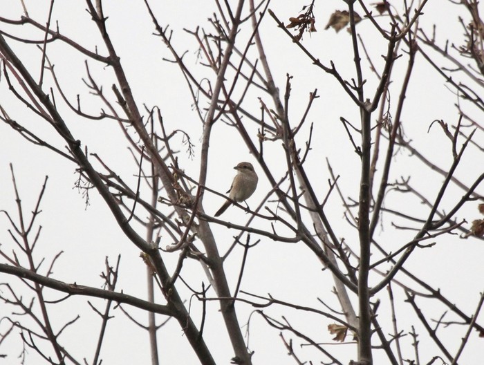 Isabelline Shrike