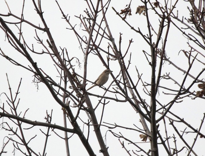 Isabelline Shrike