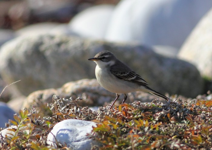 Eastern Yellow Wagtail