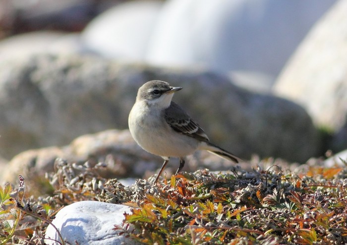 Eastern Yellow Wagtail