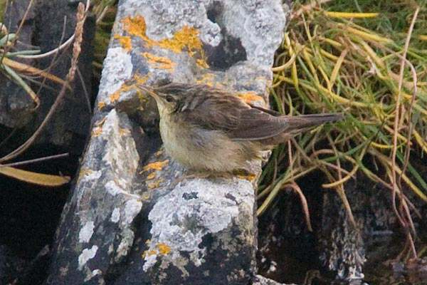 Pallas's Grasshopper Warbler