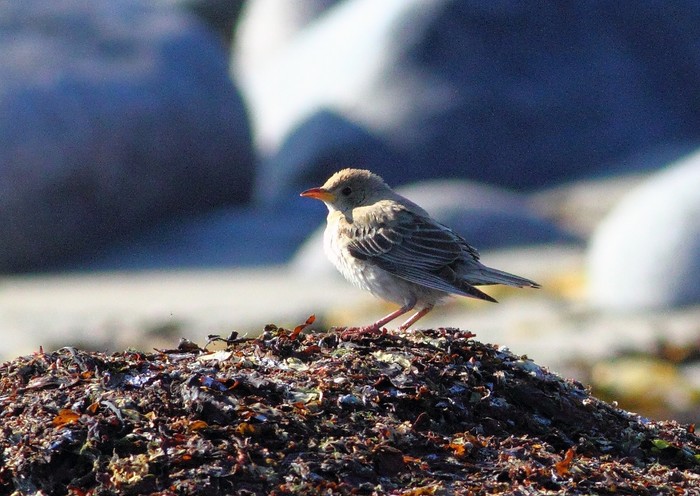 Rose-coloured Starling