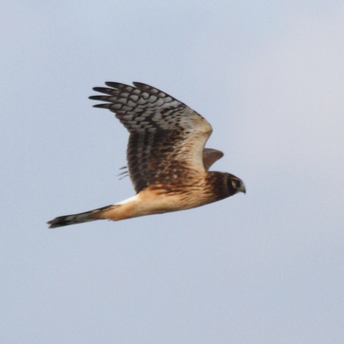 Northern Harrier