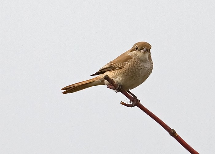 Daurian Shrike