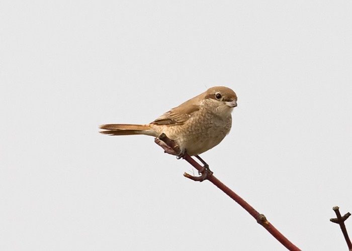 Daurian Shrike