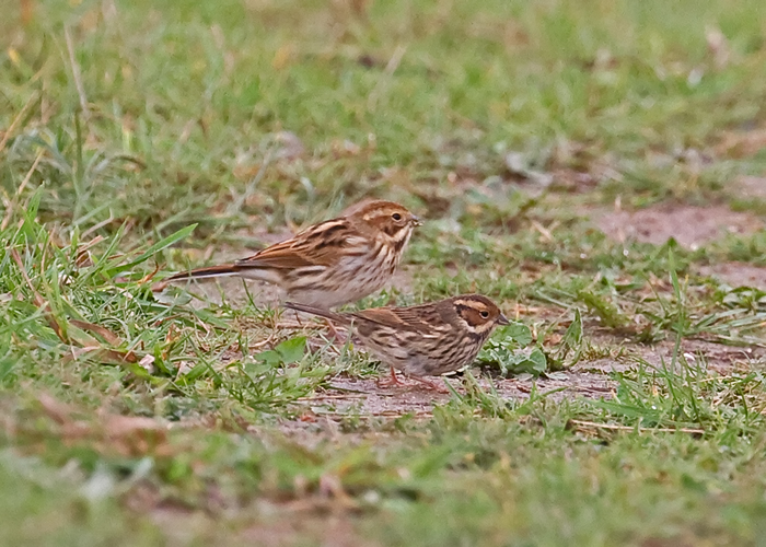 Little Bunting