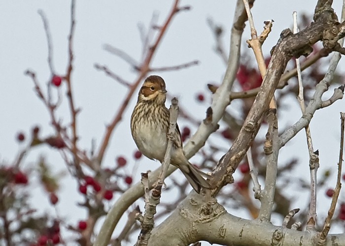 Little Bunting