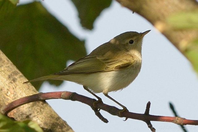 Western Bonelli's Warbler