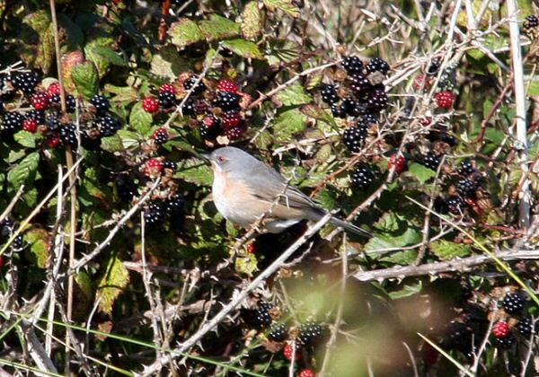 Subalpine Warbler