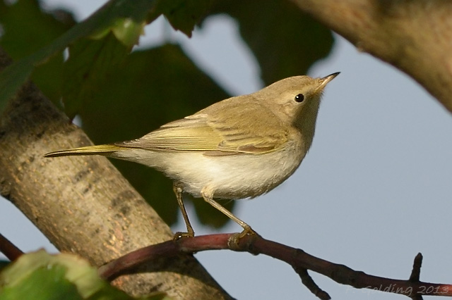 Western Bonelli's Warbler