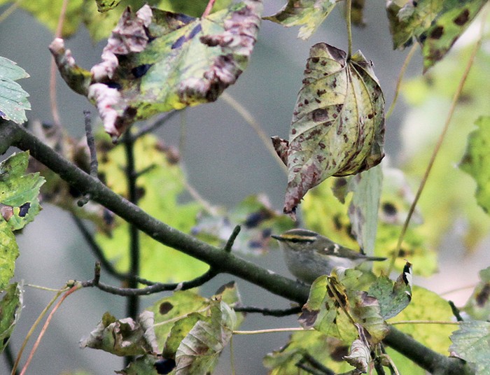 Pallas's Warbler