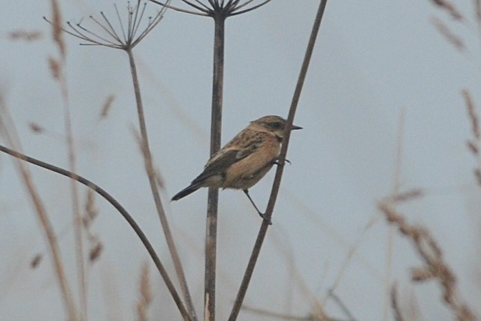 Siberian Stonechat