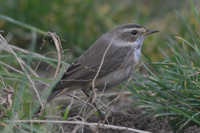 Bluethroat