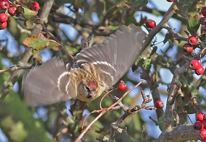 Mealy Redpoll