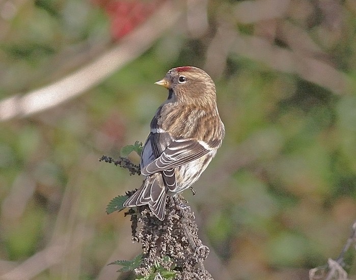 Mealy Redpoll