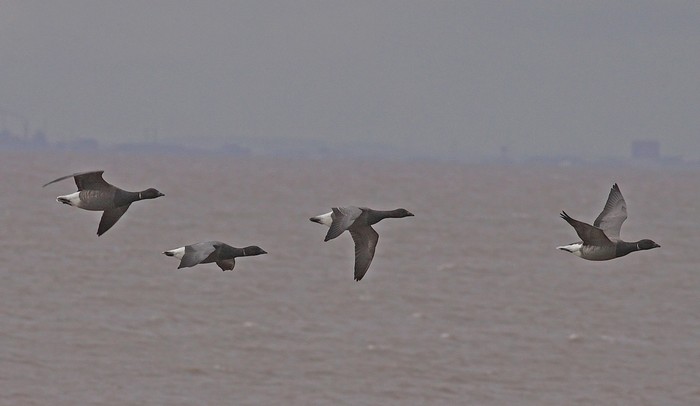Brent Goose