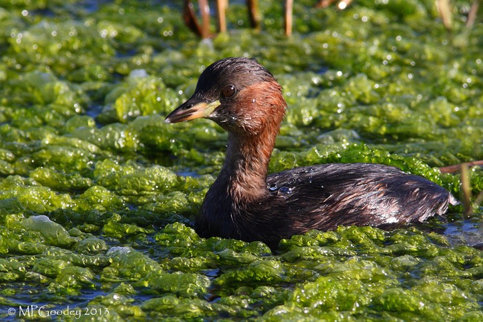 Little Grebe
