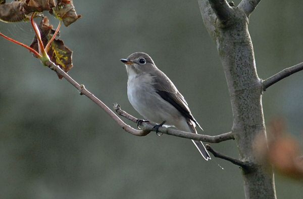Brown Flycatcher