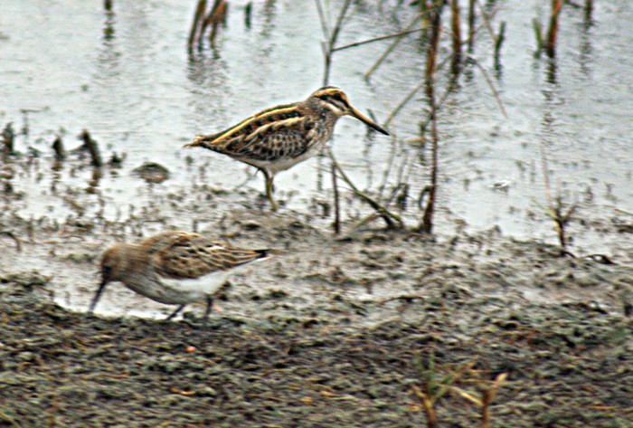 Jack Snipe