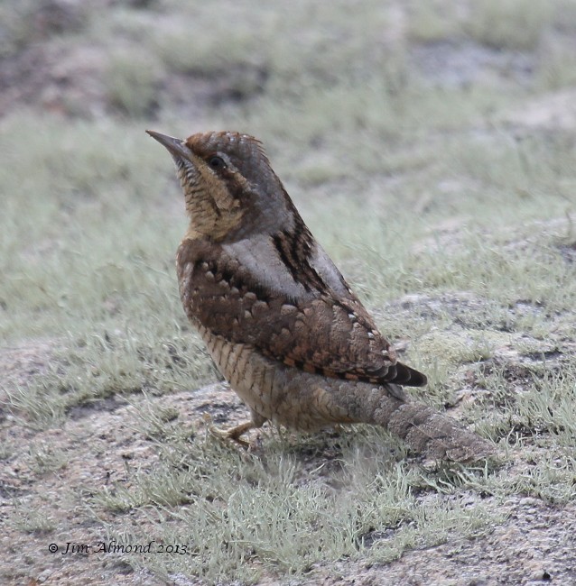Wryneck