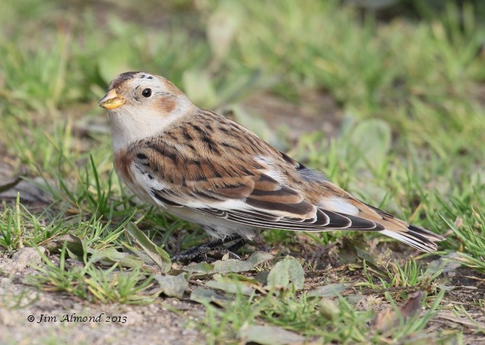Snow Bunting