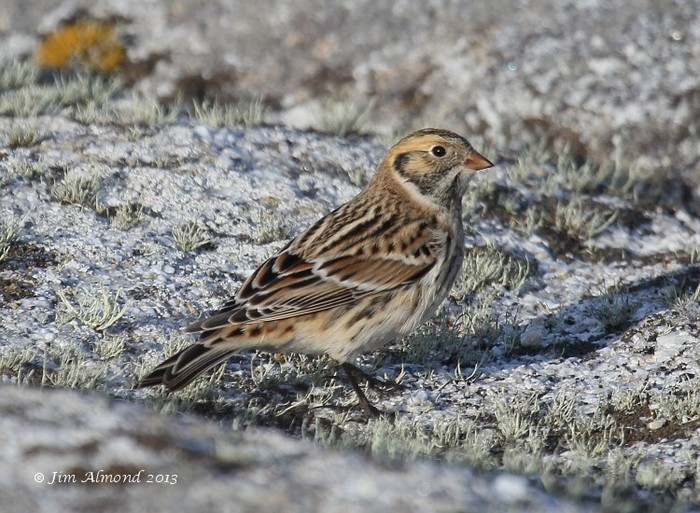Lapland Bunting