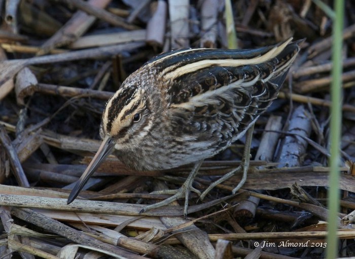 Jack Snipe