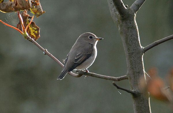 Brown Flycatcher