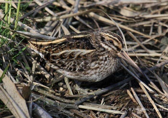 Jack Snipe