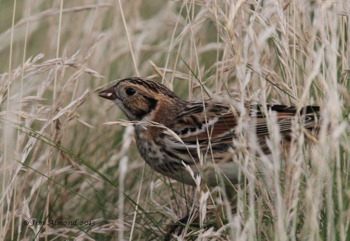 Lapland Bunting