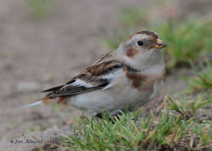 Snow Bunting